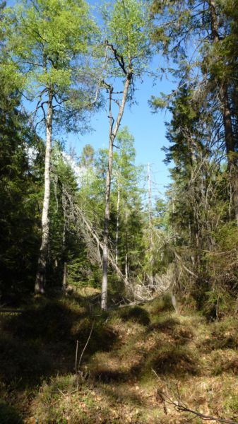 Kliknite za ogled večje slike